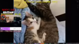Just Chatting