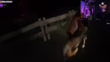 HORRORRR MIT VR ! 35h Stream song