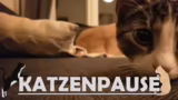 Politik, Stream und Persönlic…