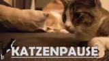 Pädagogen, Schwämme und Pause