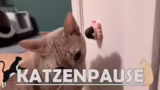 Überlebende, Quests und Koop-…