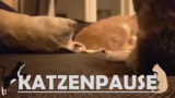 Katzenfütterung und Vorbereit…