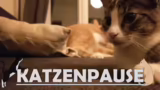 Katzenpause und Backpack Batt…