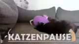 Fürsorge für ein neues Tier u…