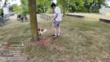 Geblitzt in Münster und Hunde…