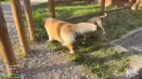 Just Chatting