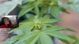 Cannabis-Anbau-Experiment: Bl…