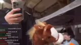 Hobbyhorse Turnier in Bochum:…