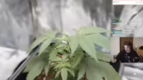 Just Chatting
