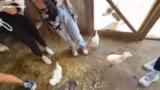 Tierbegegnungen und Hofalltag