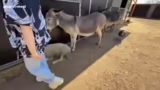 IRL