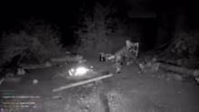 2 TAGE WALD SURVIVAL MIT @ZARBEX otto !…