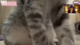 Tinkas Tierschutzarbeit und U…