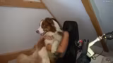 Crusader Kings III