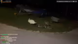 Begegnung mit einem Schwan un…
