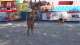 Beachvolleyball-Turnier in Wolfurt mit fesselnden Spielanalysen