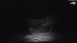 IRL