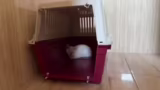 Vermittlung der Katzen und Ch…