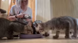 Vorstellung der neuen Katzen…