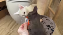 Kitten zähmen