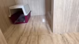 Allergien, Vermittlung und Zä…
