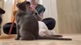 Vorstellung der Kitten und Mo…