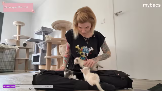 Augenbehandlung für drei kleine Katzen
