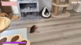 Just Chatting