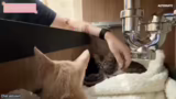 Engagement im Tierschutz und…