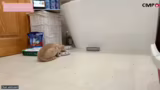 Just Chatting