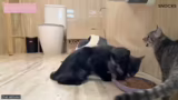 Fütterung der Katzen und Vors…