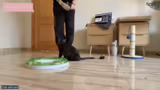 Vermittlung von Katzen und Ti…