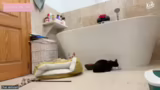 Interaktion mit den Katzen un…