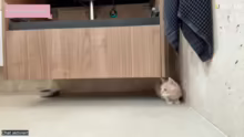 Kitten Kitten Kitten !kofi für Kittensu…