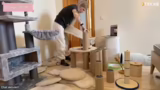 Vermittlung von Katzen und Pa…