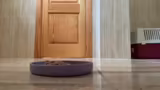 Mit den neuen Kitten vertraut machen !d…