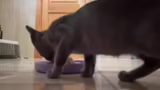 Just Chatting