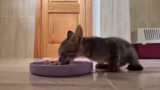 Erkundungstouren der Kitten u…