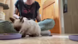 Katzen zähmen !deals