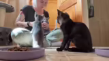 Katzenrettung und Kastrations…