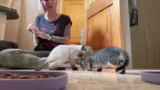 Katzenverhalten, Erziehung un…