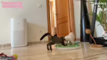 Kitten Content !flugpaten