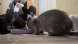 Vorstellung der Kitten und de…