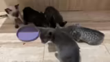 Kleine Runde Kitten zähmen