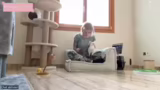 Pumpkin zieht ins Katzenzimme…
