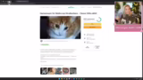 Vorstellung der Katzenvermitt…