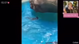 Kurze Pause und Tier-Video-Un…