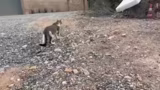 Verletzter Kater und Tierärzt…