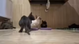 Vorstellung der Katzen und Fü…