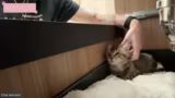 Neue Katzen, Tierschutz und K…